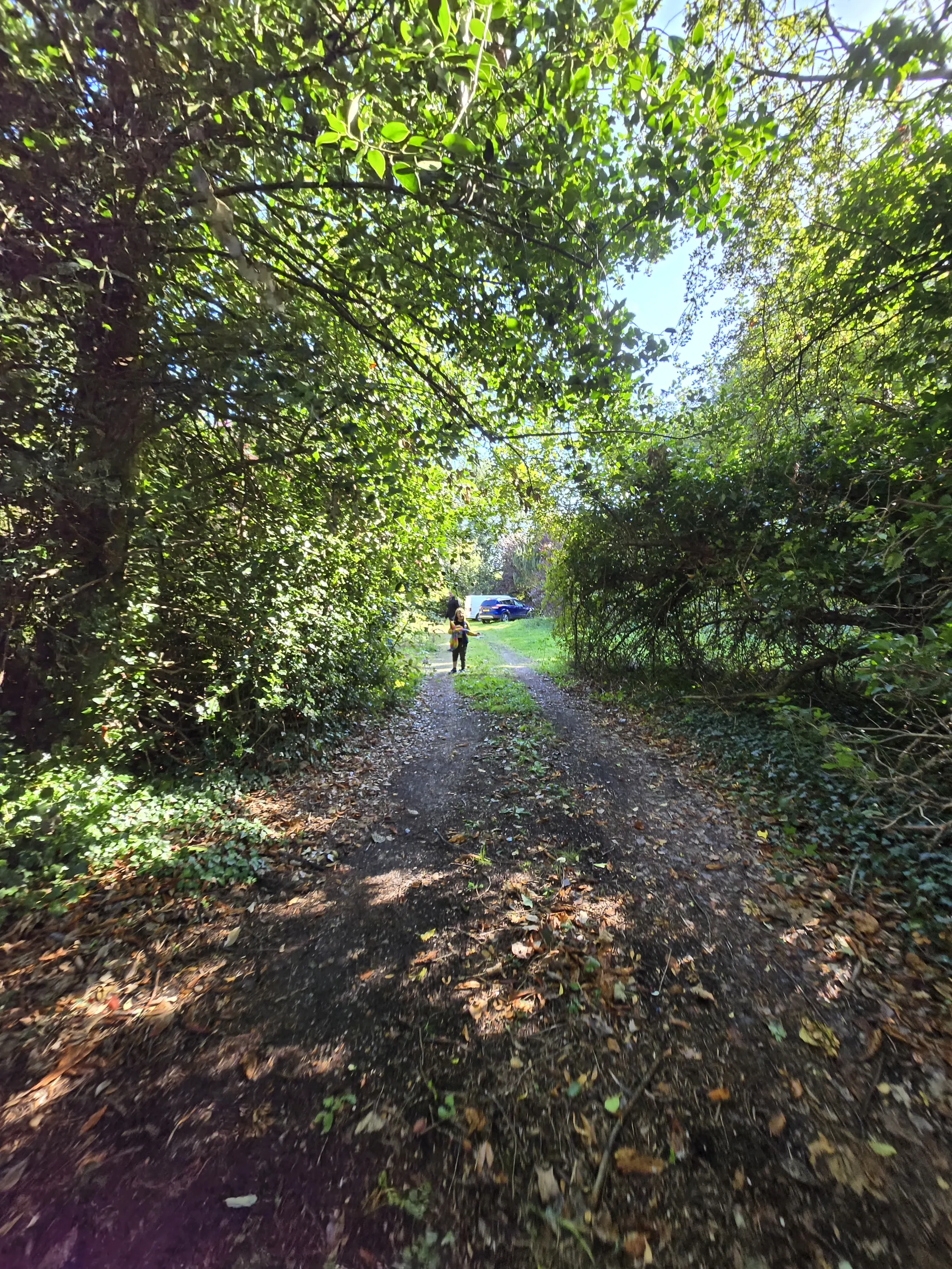 The woodland path