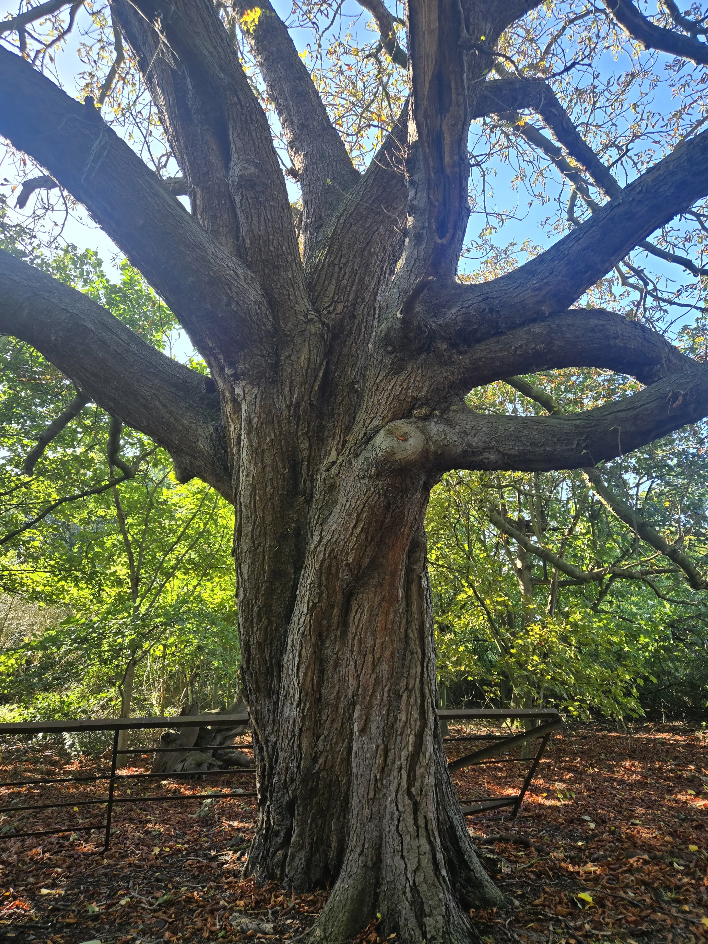 Ancient tree in the grounds